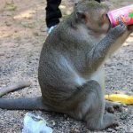 Monkeys drinking beer