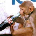 Monkeys drinking beer